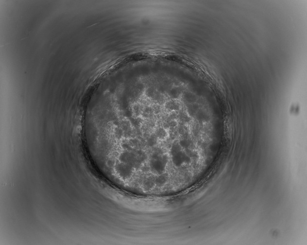 X0000098230032200805151352