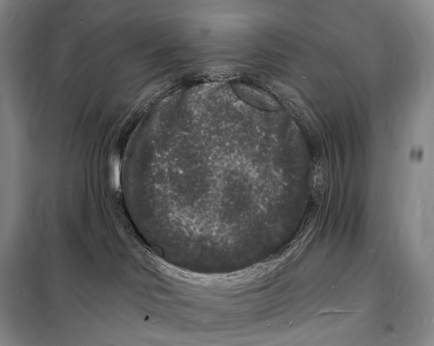 X0000098230046200805151351