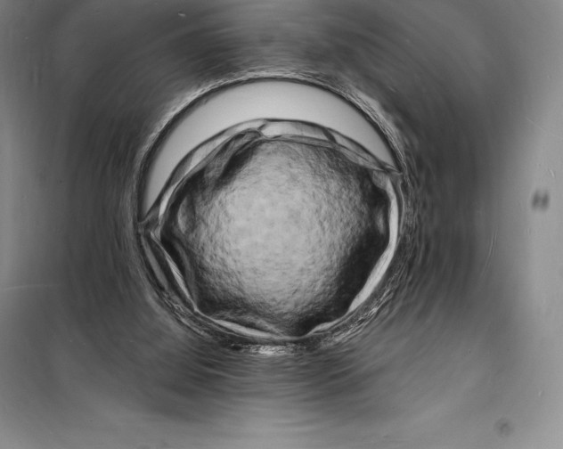 X0000098230060200805151351