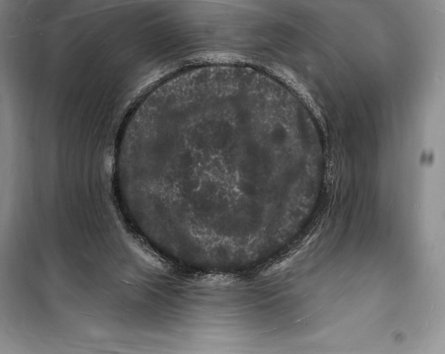 X0000098230063200805151351