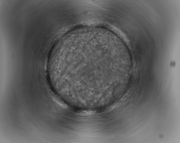 X0000098230065200805151351