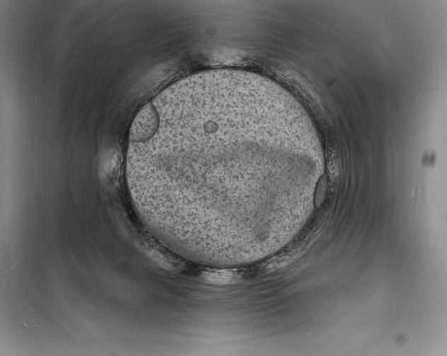 X0000098230079200805151351