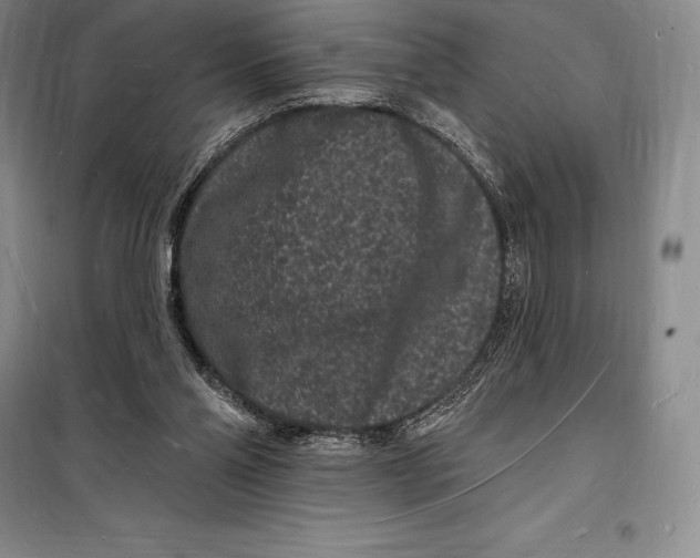 X0000098230110200805151350