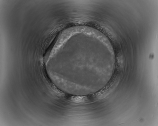 X0000098230129200805151350