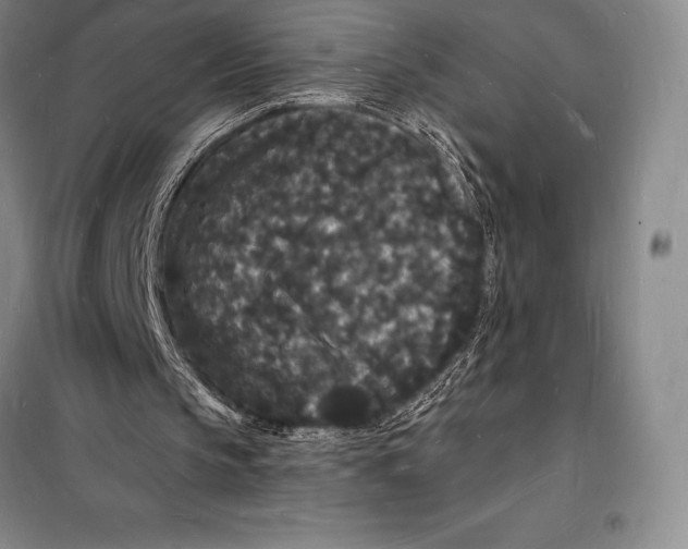 X0000098230145200805151349