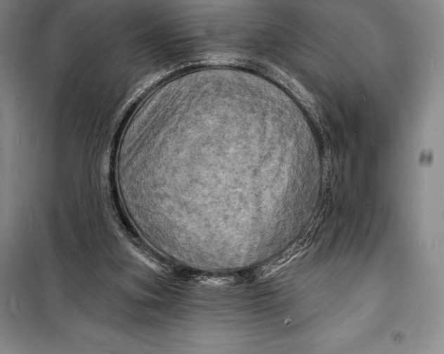 X0000098230155200805151349