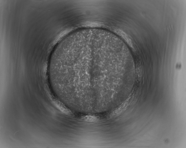 X0000098230159200805151349