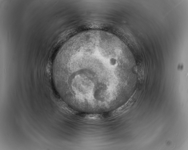 X0000098230175200805151349