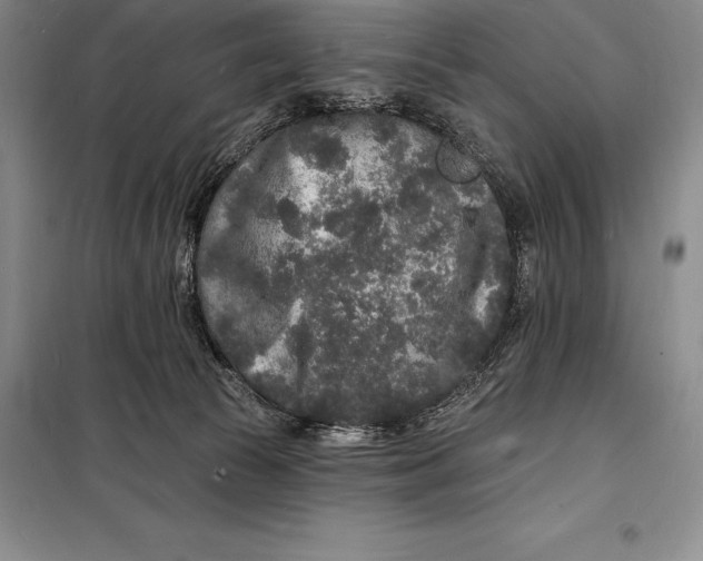 X0000098230177200805151350