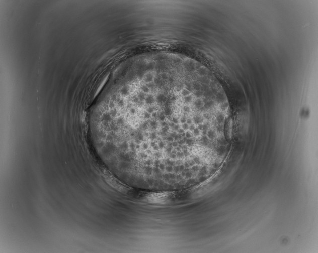 X0000098230178200805151350