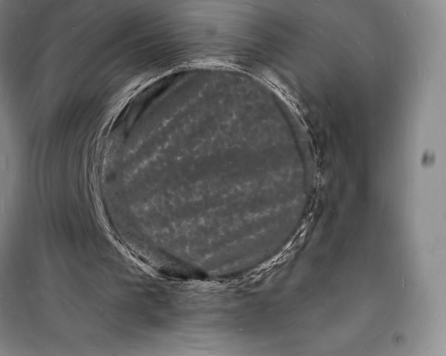 X0000098230193200805151349