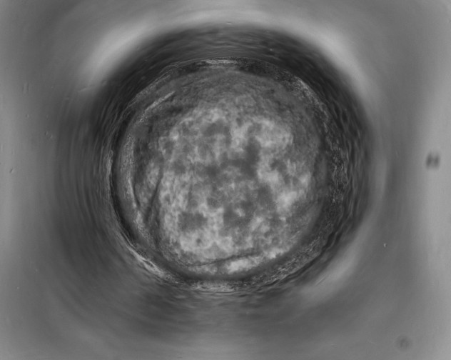 X0000098230194200805151349