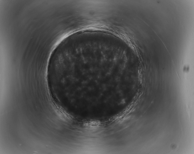 X0000098230196200805151349