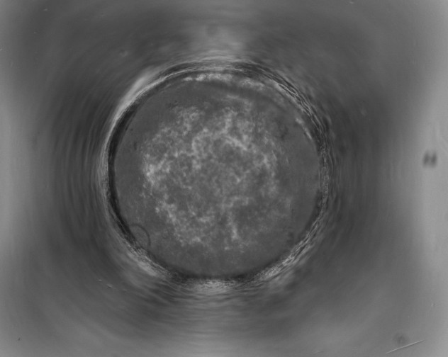 X0000098230198200805151349