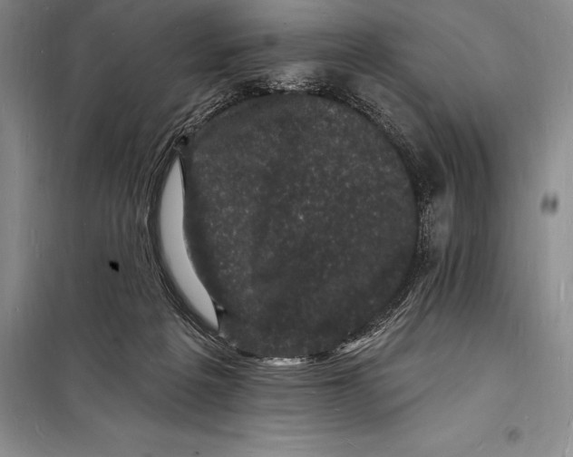 X0000098230217200805151349