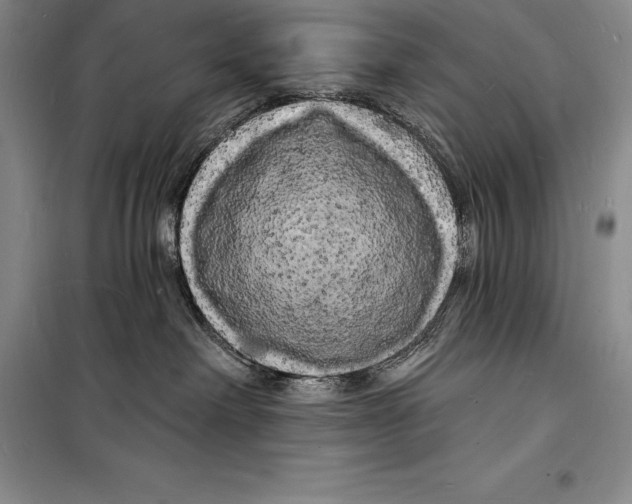 X0000098230238200805151348