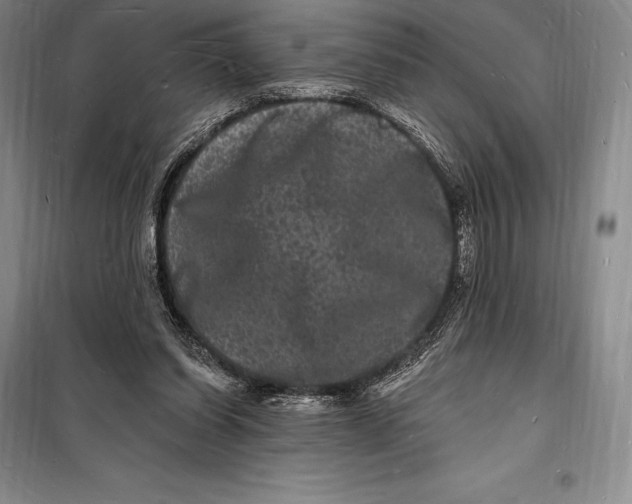 X0000098230254200805151348