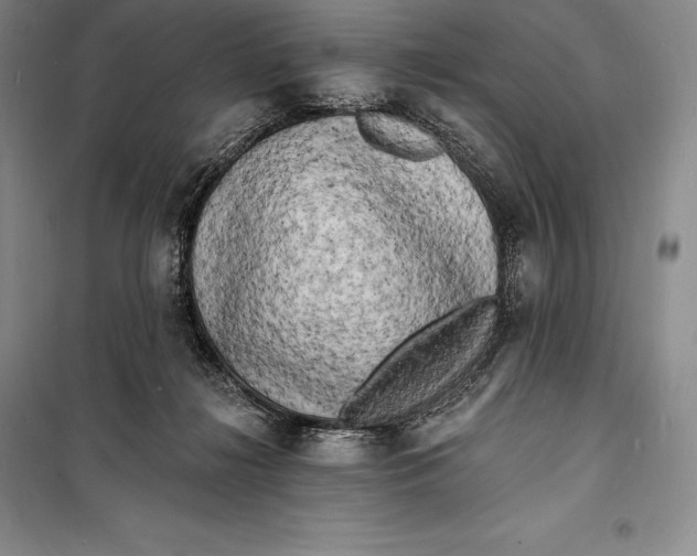 X0000098230268200805151348