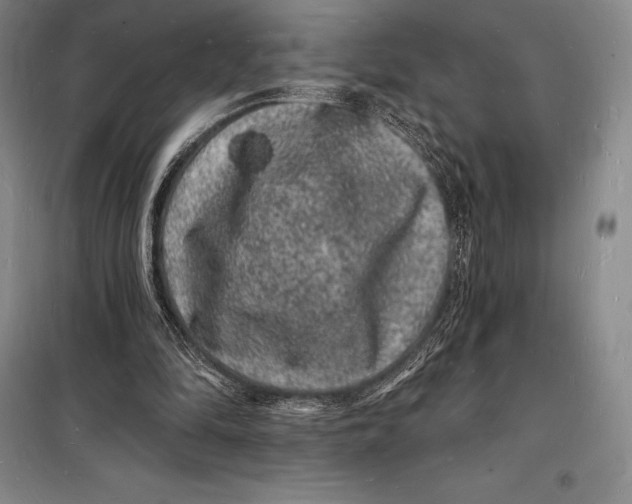 X0000098230294200805151348