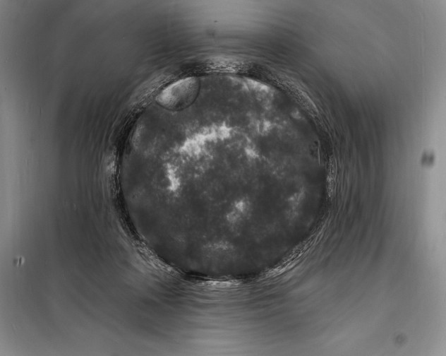 X0000098230314200805151347