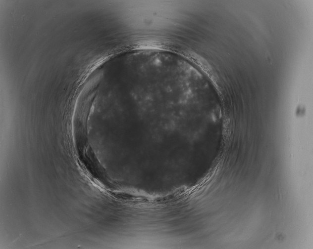 X0000098230385200805151346