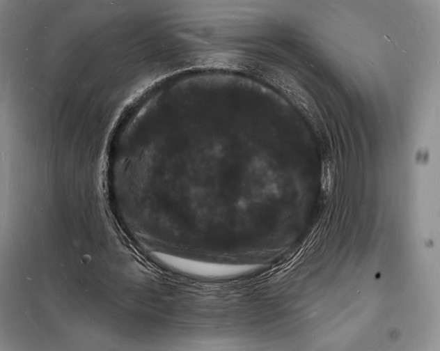 X0000098230388200805151346