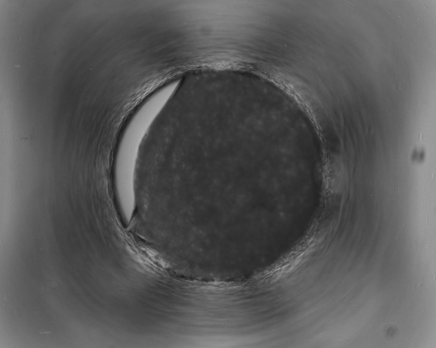 X0000098230393200805151346