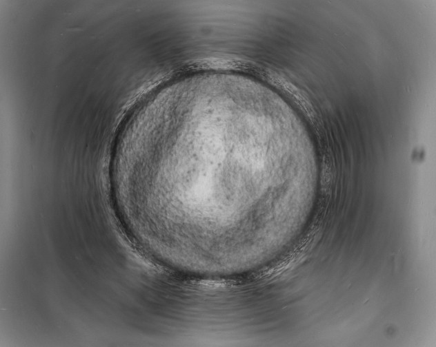 X0000098230394200805151346