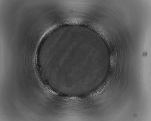 X0000098230396200805151346