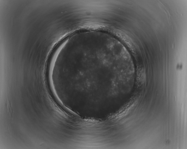 X0000098230399200805151346