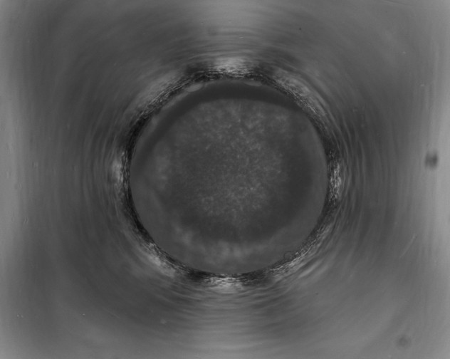 X0000098230424200805151346