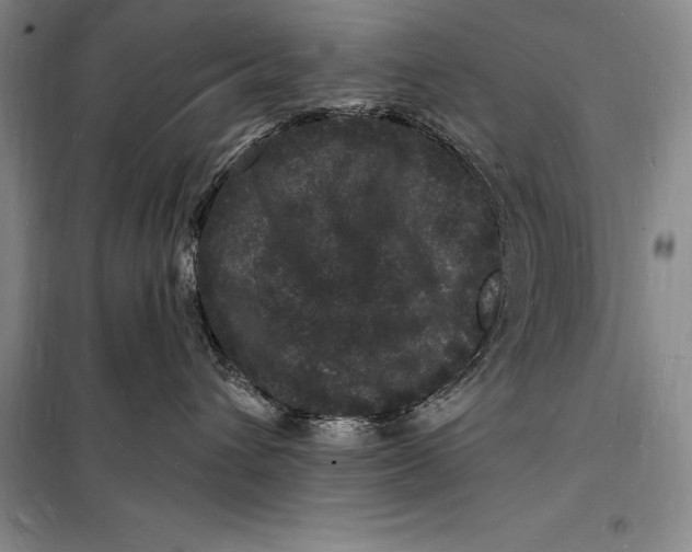 X0000098230432200805151346