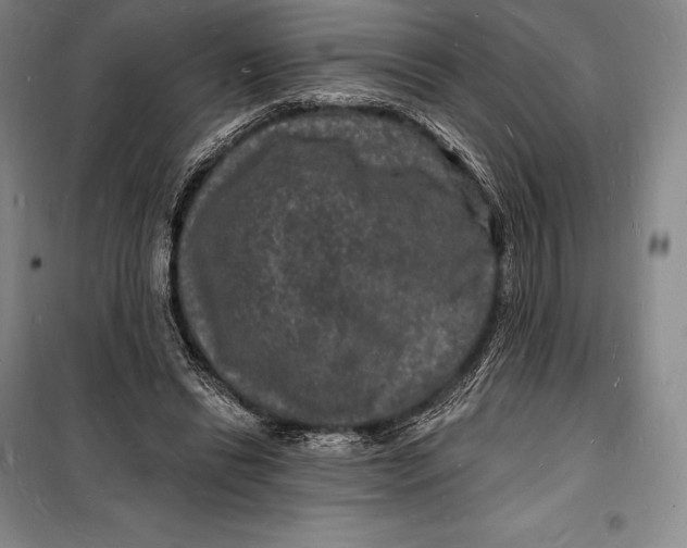 X0000098230446200805151345