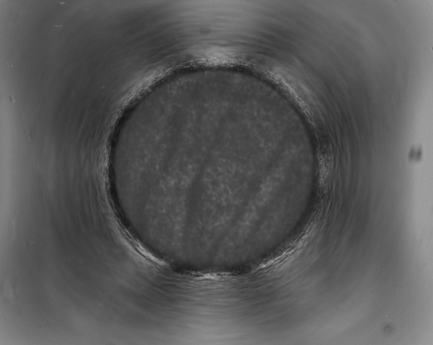 X0000098230447200805151345