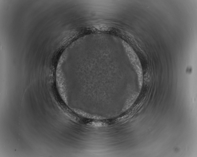 X0000098230464200805151345