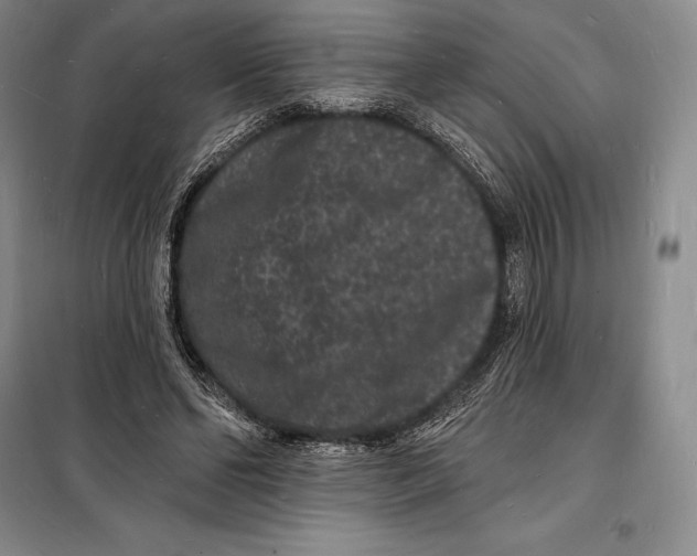 X0000098230494200805151344