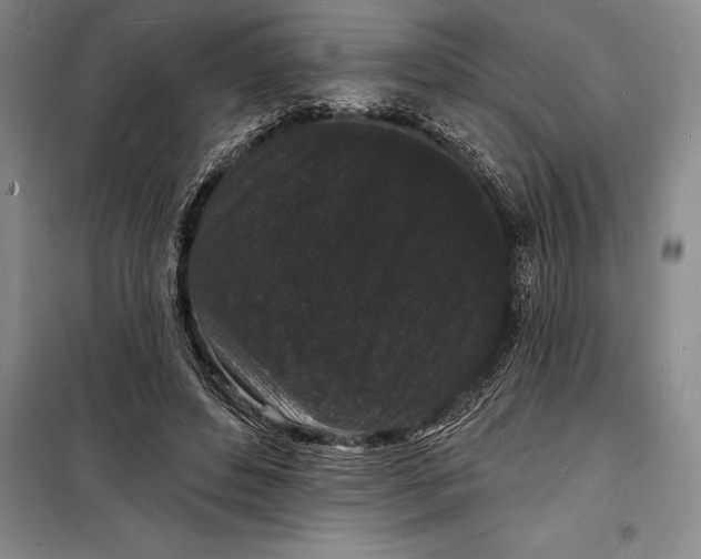 X0000098230496200805151344