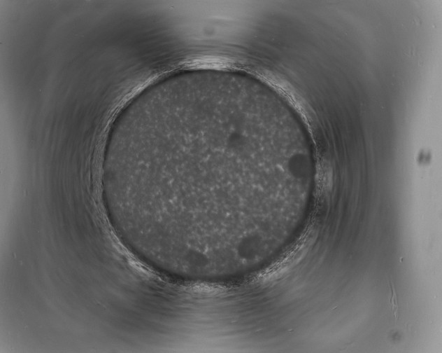 X0000098230529200805151343