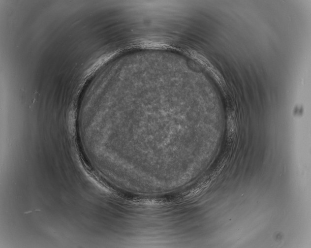 X0000098230533200805151343