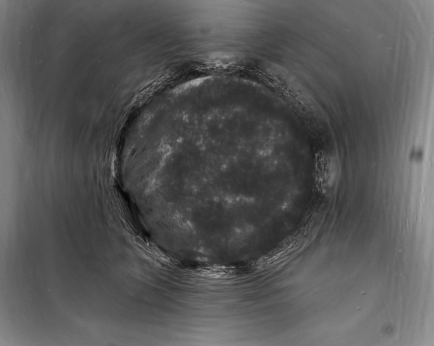 X0000098230563200805151344