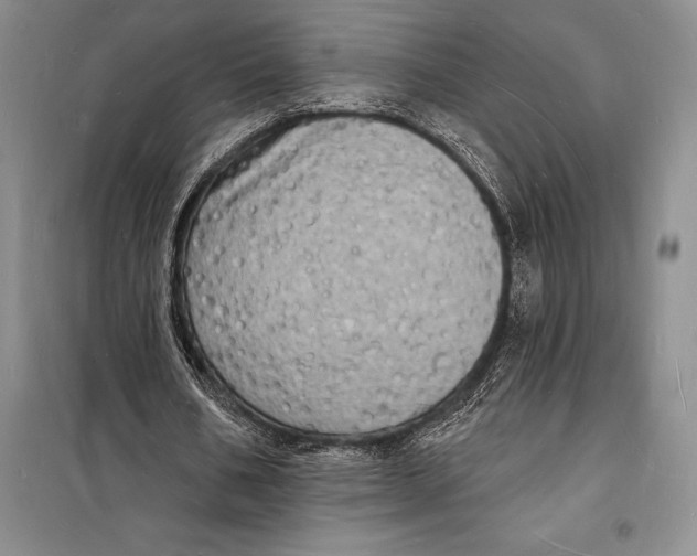 X0000098230578200805151343