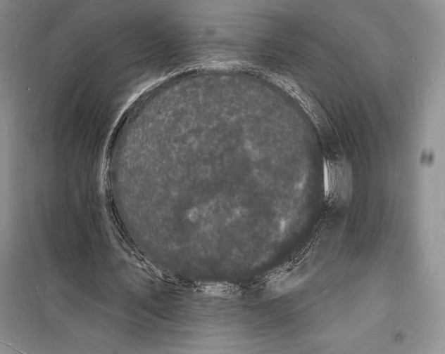 X0000098230579200805151343