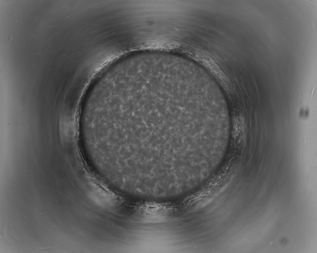 X0000098230632200805151342