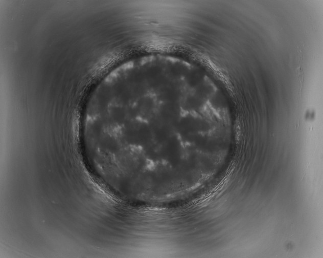 X0000098230637200805151342