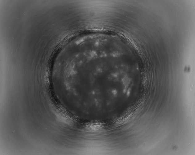 X0000098230643200805151342