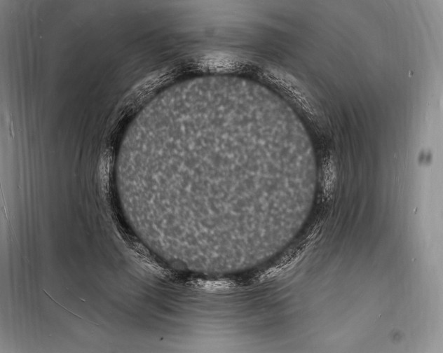 X0000098230645200805151342