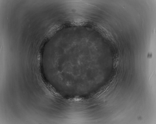 X0000098230647200805151342