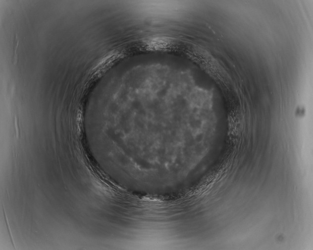 X0000098230648200805151342