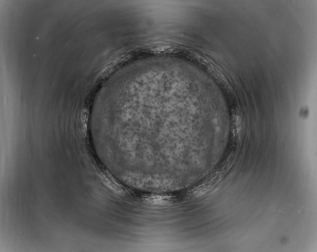 X0000098230664200805151342