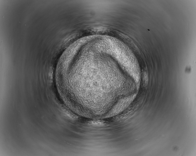 X0000098230668200805151342